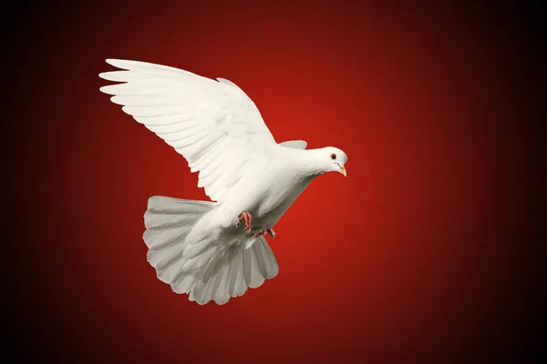 Kırmızı ve siyah arka plan üzerinde izole aşk sembolü uçan beyaz güvercin — Stok fotoğraf