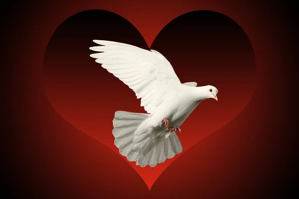 Bílá holubice létající symbol lásky izolované na pozadí červené a černé srdce — Stock fotografie