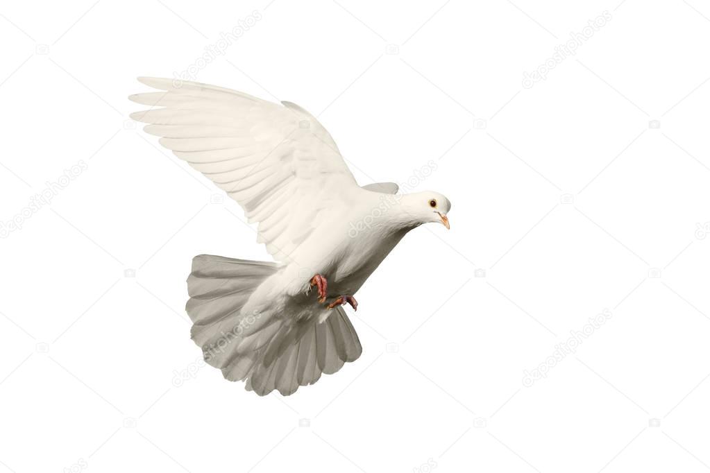 white dove flying symbol of love isolated on  background