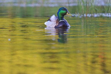 Yaban ördeği ve güzel su, doğada yabani kuş