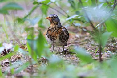 fieldfare, Turdus pilaris solucan gagasında tutar