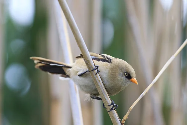 Pássaro secreto sentado no caule de junco — Fotografia de Stock