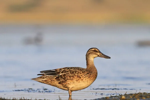 Garganey 阿纳斯 querquedula 照片鉴定 — 图库照片