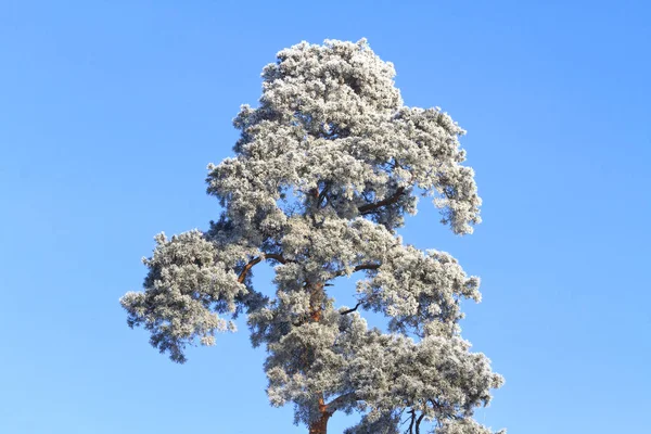 Schöne Kiefern mit weißem Frost bedeckt — Stockfoto