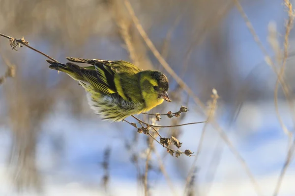 Eurasia siskin espinus sentado en un seco hoja de hierba — Foto de Stock