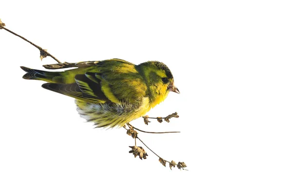 Weeds içinde oturan iskete, Spinus, üzerinde beyaz izole