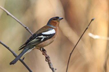 bir dal üzerinde oturan şarkı bahar kuş