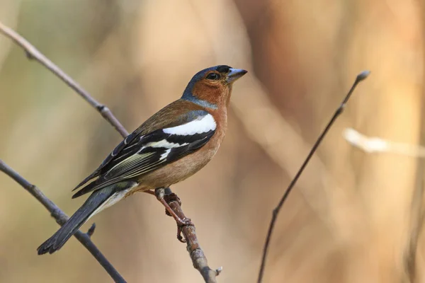Singing spring bird sitting on a branch — Stock Photo, Image
