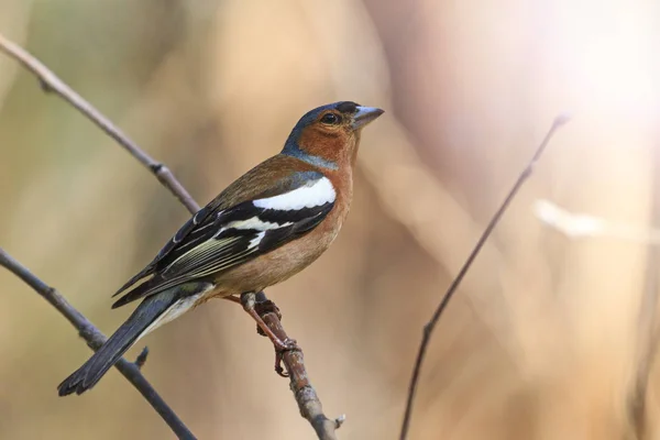 Співаючий весняний птах, що сидить на гілці з сонячною гарячою точкою — стокове фото
