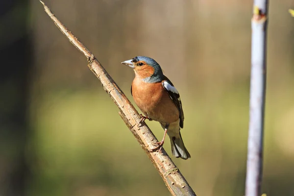 spring finch bird sitting on a branch