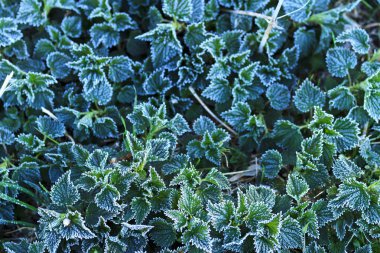 Bahar Frost'un üzerinde yeşil ısırgan