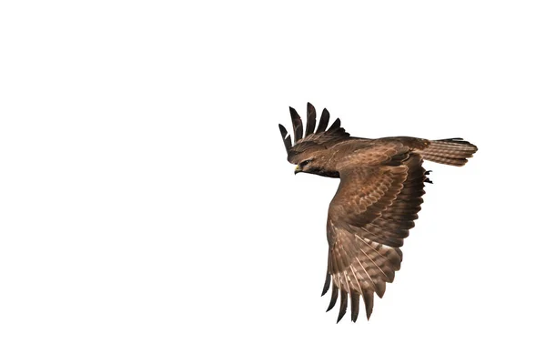 Mäusebussard Buteo isoliert auf weiß — Stockfoto