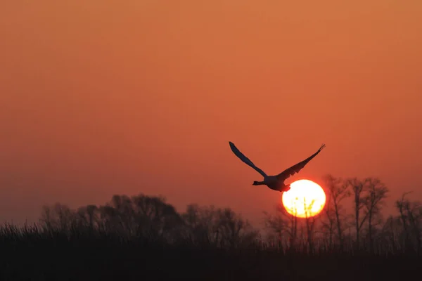 Cygne muet volant au lever du soleil sur le lac printanier — Photo