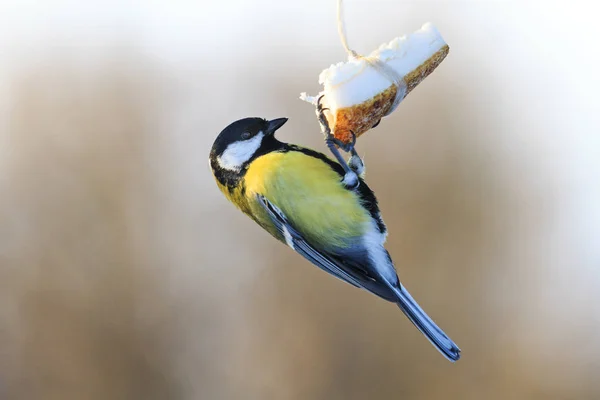 Vogel überlebt den Winter, um Schmalz zu essen — Stockfoto