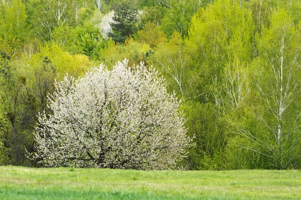 Manzano en flor de paisaje de primavera —  Fotos de Stock