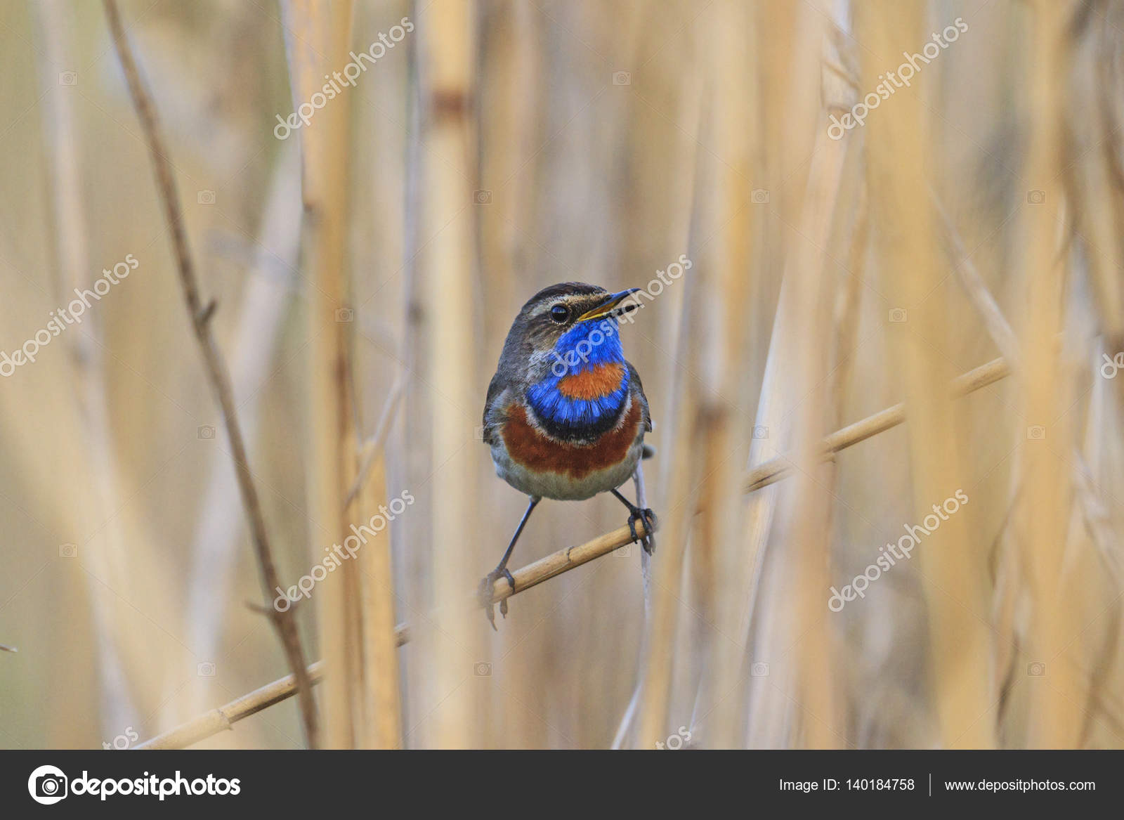 Oiseau Coloré Avec Une Poitrine Bleue Se Trouve Dans Les