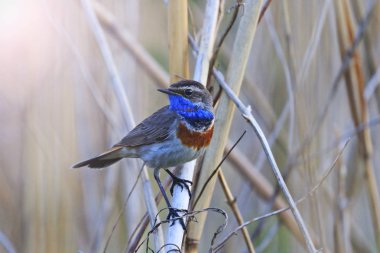 bluethroat, Luscinia svecica oturma çalılar arasında bahar sabah