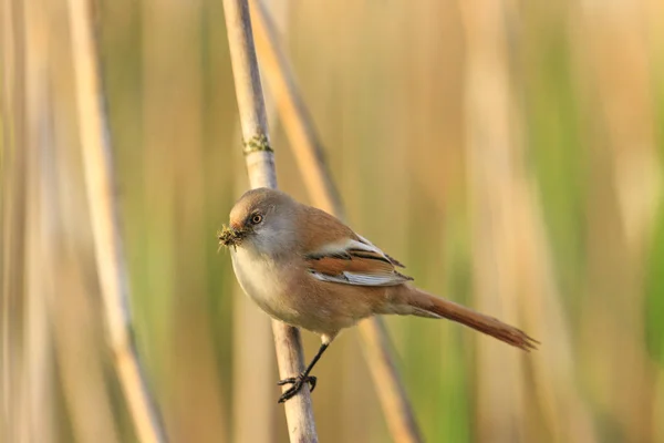 Zeldzame vogel insect in de bek — Stockfoto