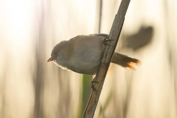 Arkadan aydınlatmalı reed üzerinde oturan Panurus biarmicus — Stok fotoğraf