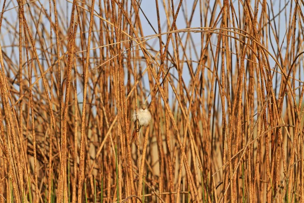 Kuru bitkiler çalılıkları arasında oturan küçük kuş — Stok fotoğraf