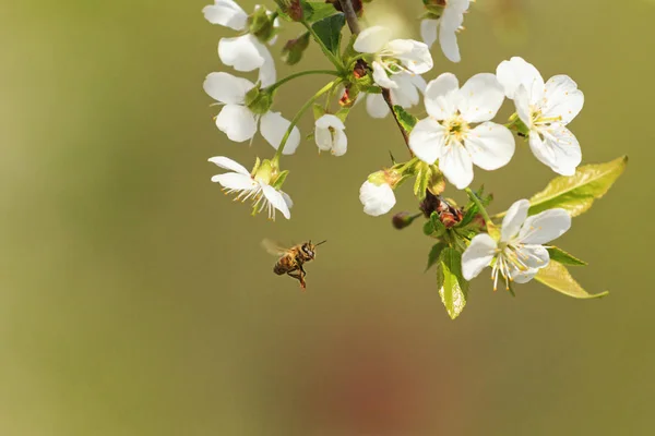 Abelha voa para flor de cereja — Fotografia de Stock