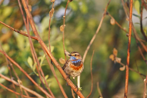 Bluethroat boa manhã ensolarado canto canção — Fotografia de Stock