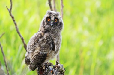 küçük owlet bir dal yeşil çim arasında oturan