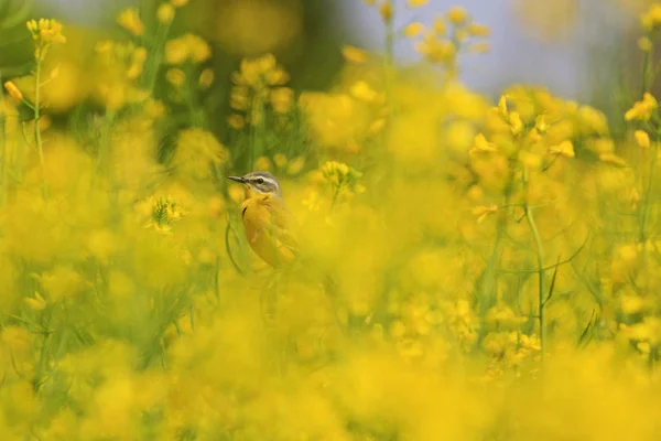 花の黄色の鳥 — ストック写真