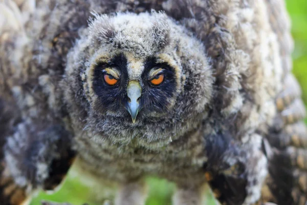 Eule mit schläfrigen Augen — Stockfoto