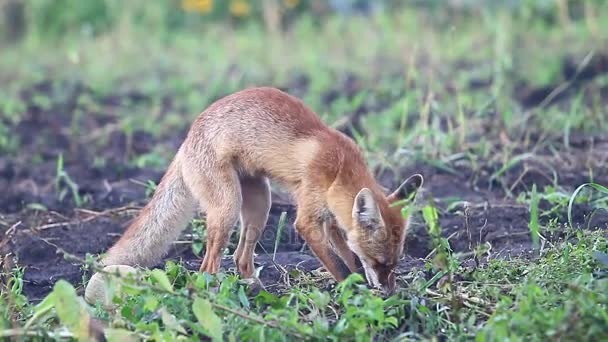 Fox chytil myš v poli podzimní — Stock video