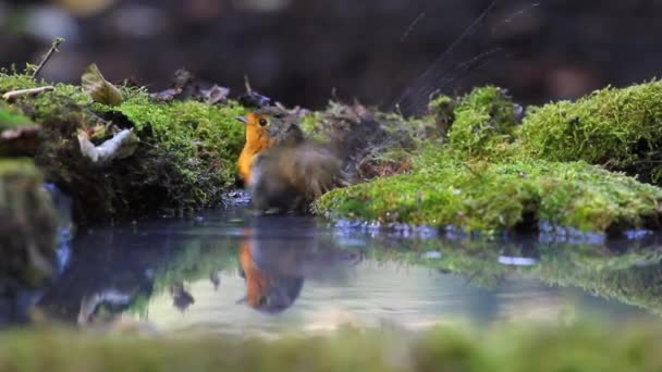 Robin banhado em uma piscina de floresta — Vídeo de Stock