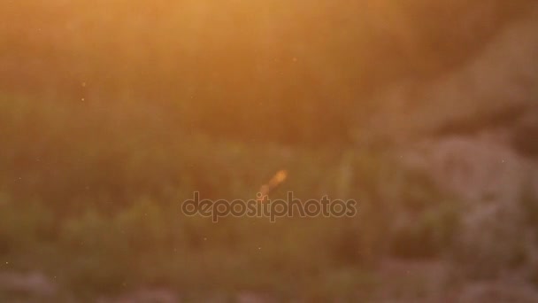 Sand martins fly spring at sunset — Stock Video