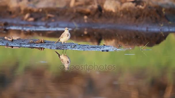 Pequeño pájaro se sienta en el lago y vuela — Vídeo de stock