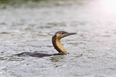 Gavia arctica denizden ortaya çıktı.
