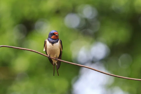 First swallow sitting on the wire — Stock Photo, Image
