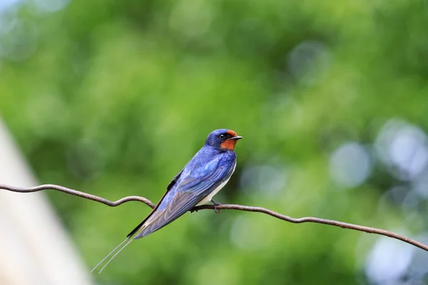 First swallow sign spring symbol — Stock Photo, Image