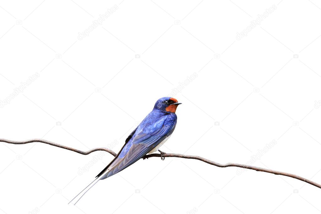 first swallow on white background