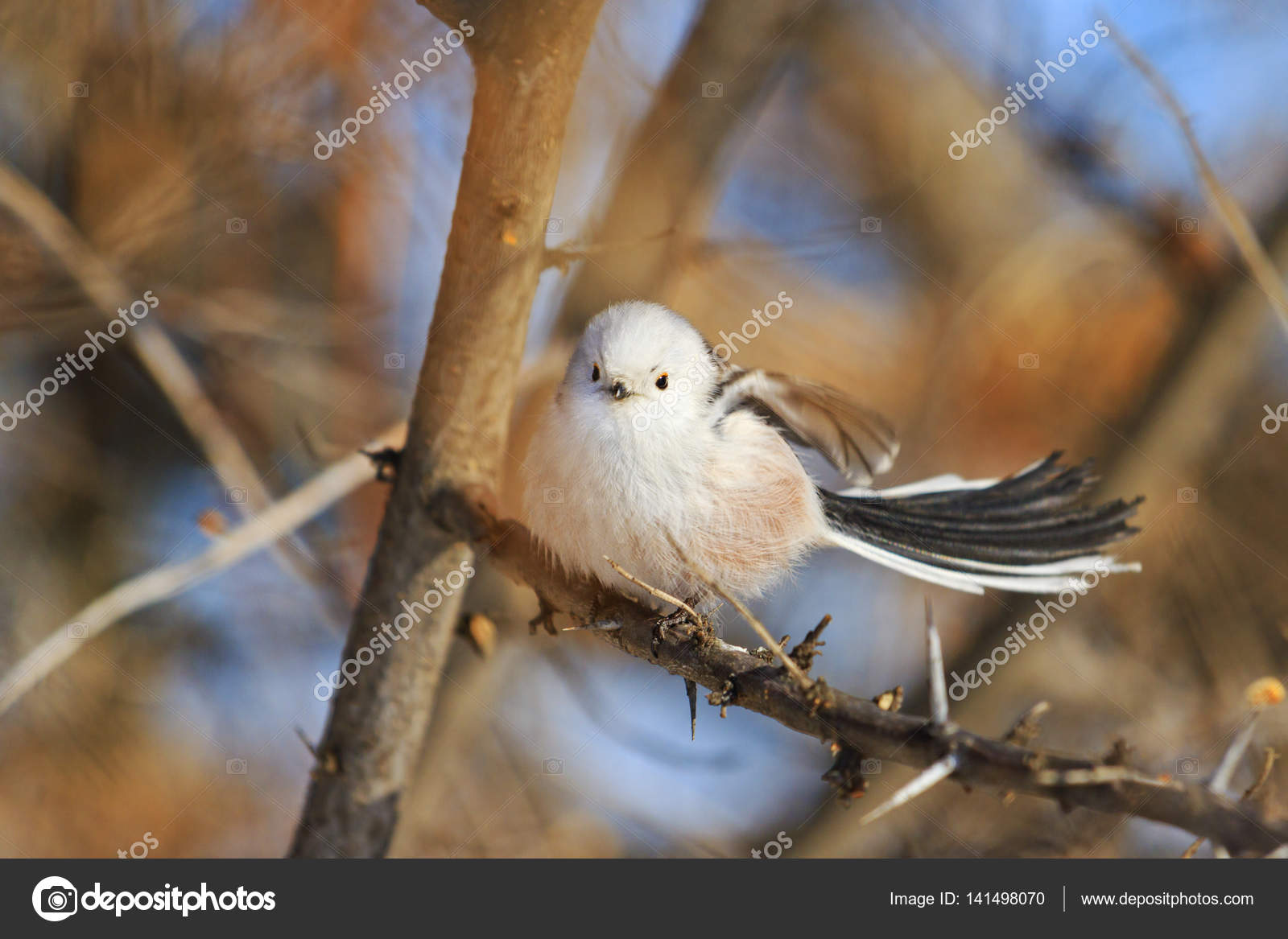 Petit Oiseau Blanc Flutters Photographie Drakuliren