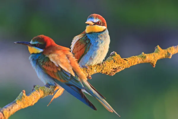 Belo casal no amor pássaros — Fotografia de Stock