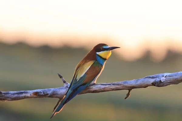 bird of paradise - bee-eaters sitting on a branch at sunset