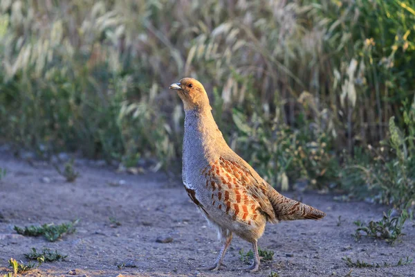 gray partridge in the way of field herbs