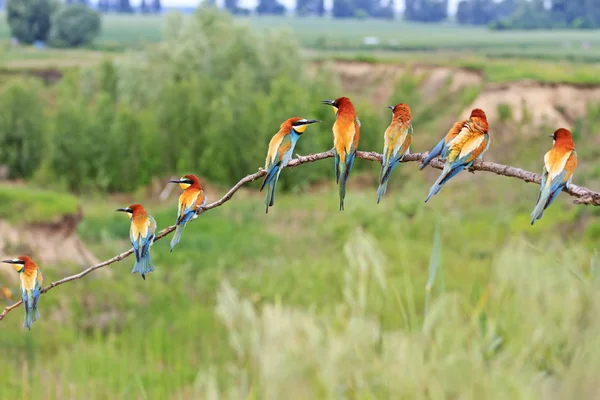 rainbow of colored birds