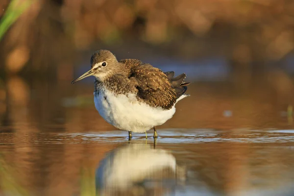 Sandpiper verde limpa suas penas — Fotografia de Stock