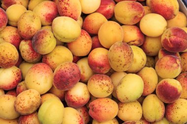 pestisitler büyüdü kayısı