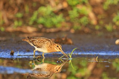 suyun içinde dolaşıp şirin 