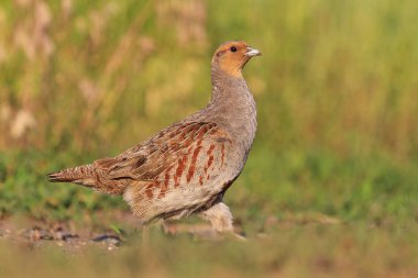 avcılık kupa gri pertridge