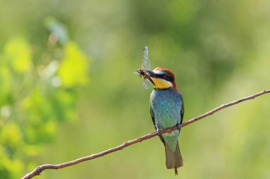 doğa arka plan üzerinde böcek yusufçuk kuşla gökkuşağı renkli