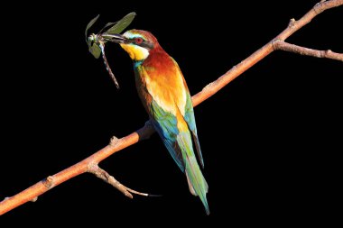 siyah arka plan üzerinde böcek yusufçuk kuşla gökkuşağı renkli