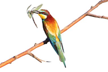 Beyaz arka plan üzerinde böcek yusufçuk kuşla gökkuşağı renkli