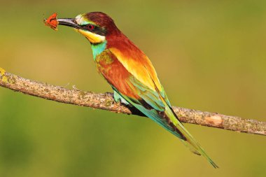 Gökkuşağı renkli böcek sarı kelebek kuş